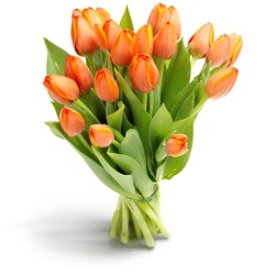 21_oranj_tulp