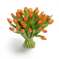 35_oranj_tulp