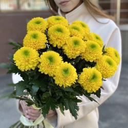 Zheltye_hrizantemy_Pompon_1-1400x14004