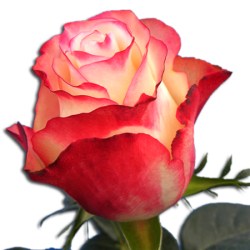 _________sweetne_4fb63f74e6f96