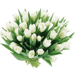 buket_bel_tulp
