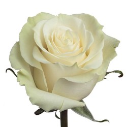 rose-mondial-750x768
