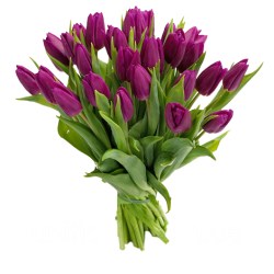 tulp_fiol_25